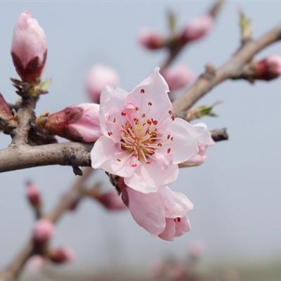 旺桃花的微信头像_旺桃花的微信头像风水