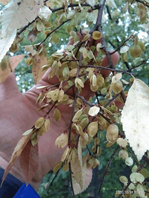 榆钱树的风水禁忌_榆钱树的风水